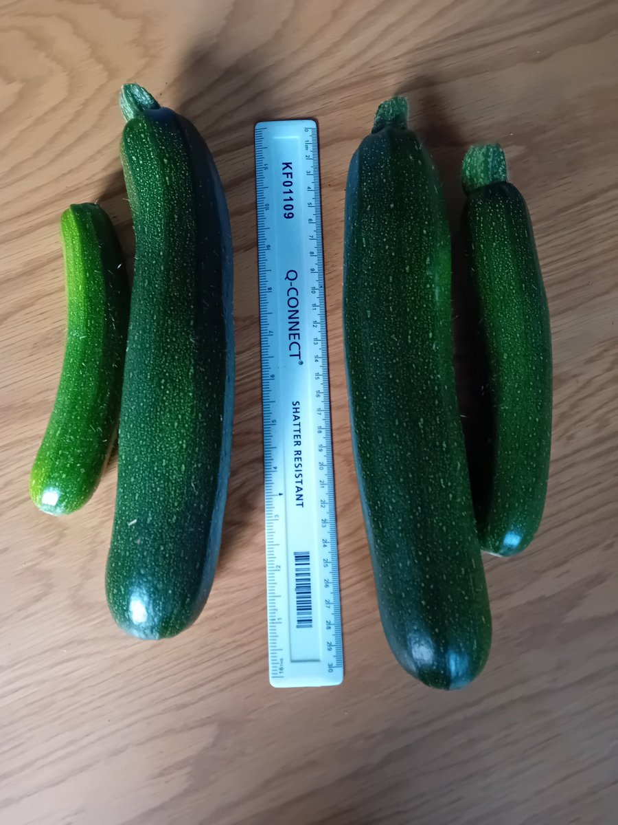 TheLengthsman's tweet image. Did somebody say they are still getting #Courgettes!
You turn your back a couple of days and they are 12 inches! 😆