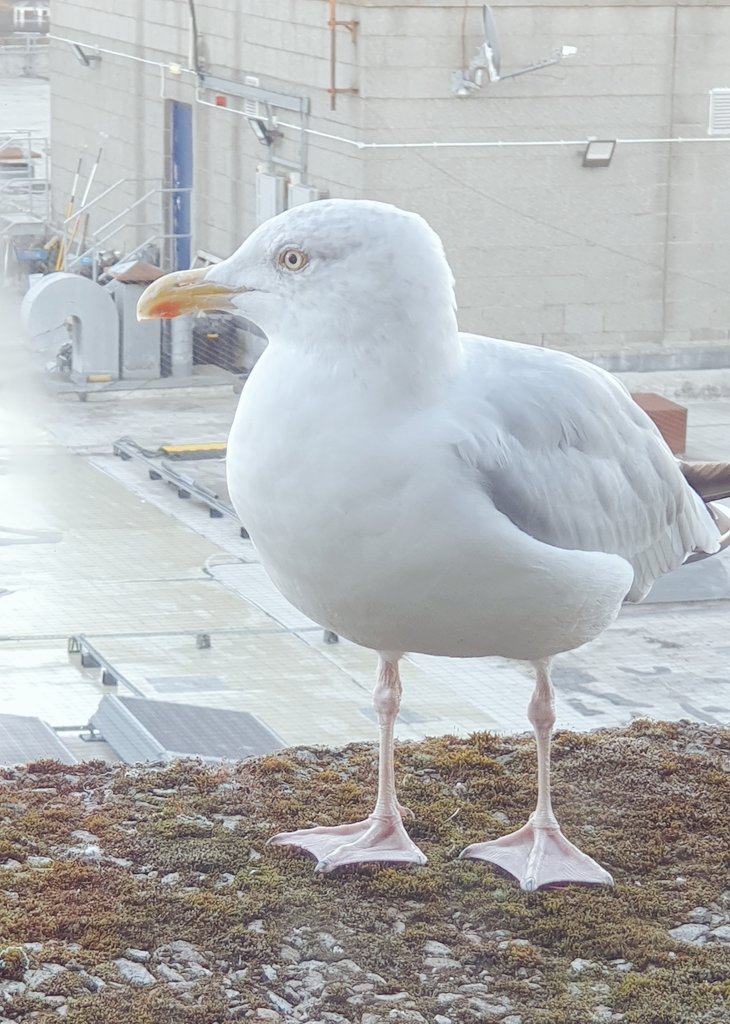 These Scottish seaguls aren't scared by a short, old English woman. It has been tapping on my hotel window welcoming me to Scotland 🪟 😒 🙂