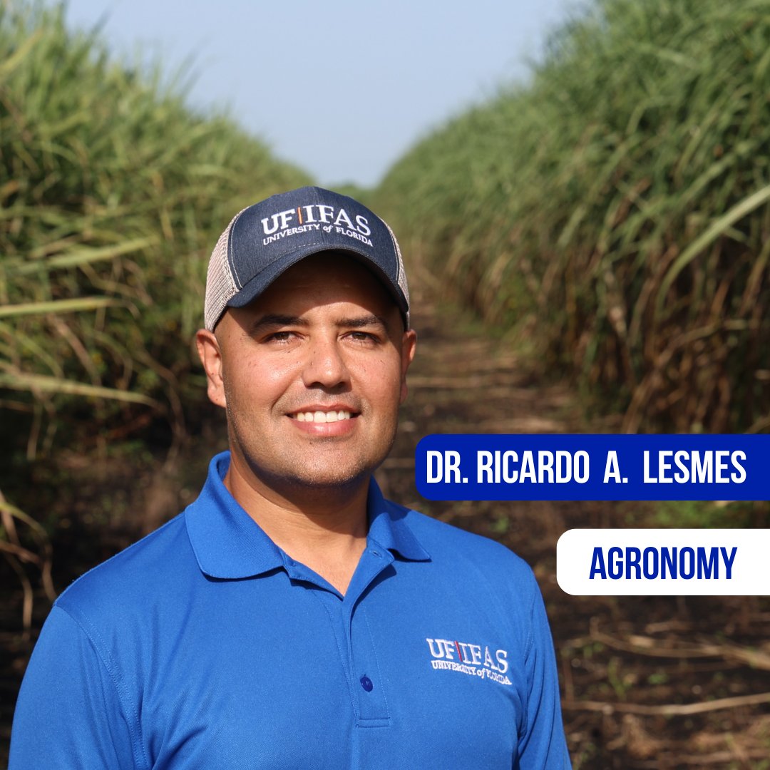 UF IFAS Everglades REC - Belle Glade tweet media