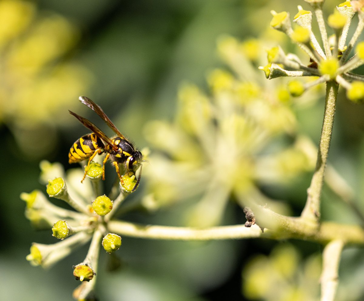 andreaspucher's tweet image. ein lichtblick: im #wachauer efeu wurde heute bereits wieder die arbeit aufgenommen 💪