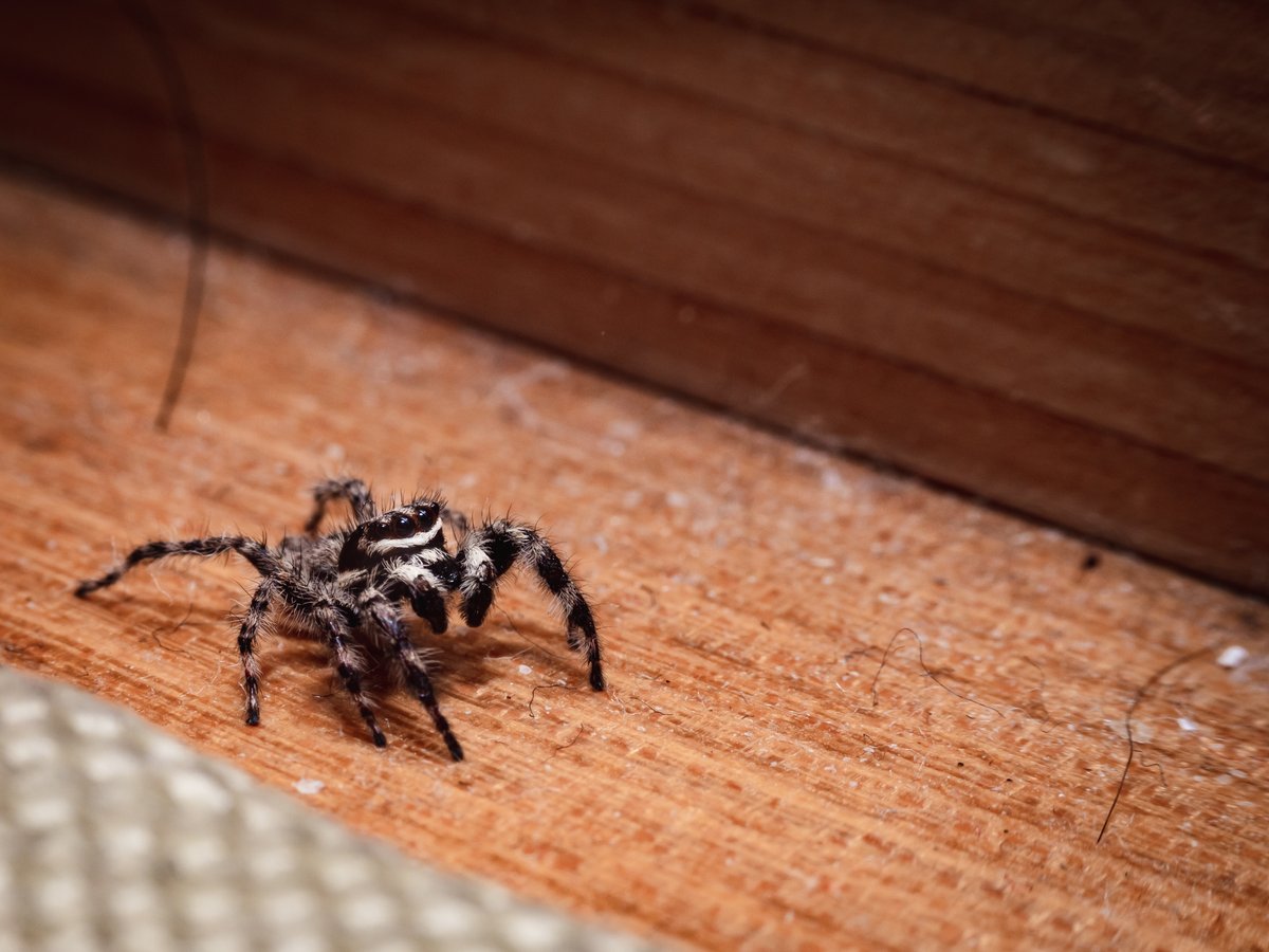 GoldshotExt's tweet image. Tired of pests bugging you at home? 🐜🕷️ Say no more! ✋ Check out our DIY pest control products that are not only effective but also easy on the wallet.  Let's kick those critters to the curb! #pestsolutions #DIYpestcontrol #nomorebugs

Visit goldshotexterminating.net