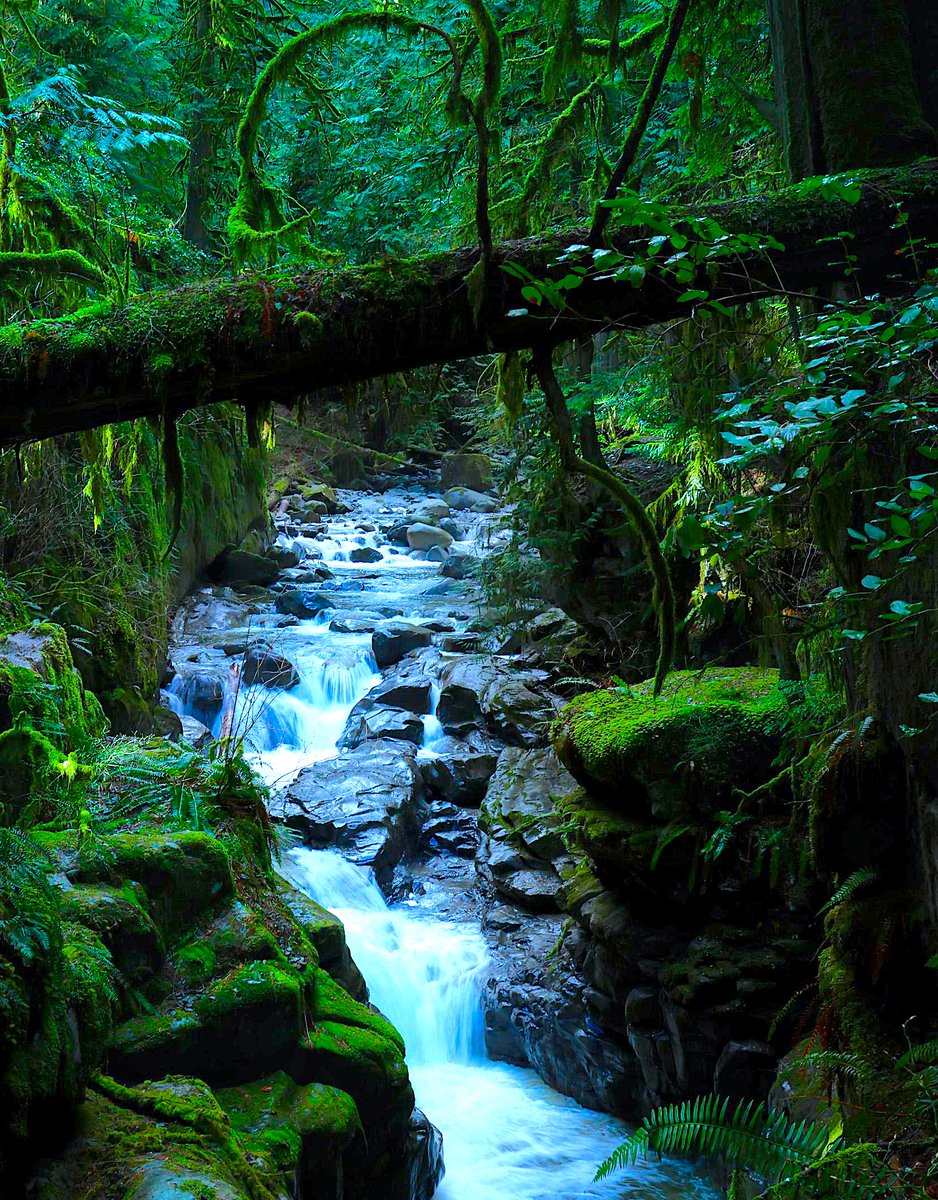 MasucX's tweet photo. Rừng mưa, bờ biển British Columbia, Canada https://t.co/wEqOqRTelI