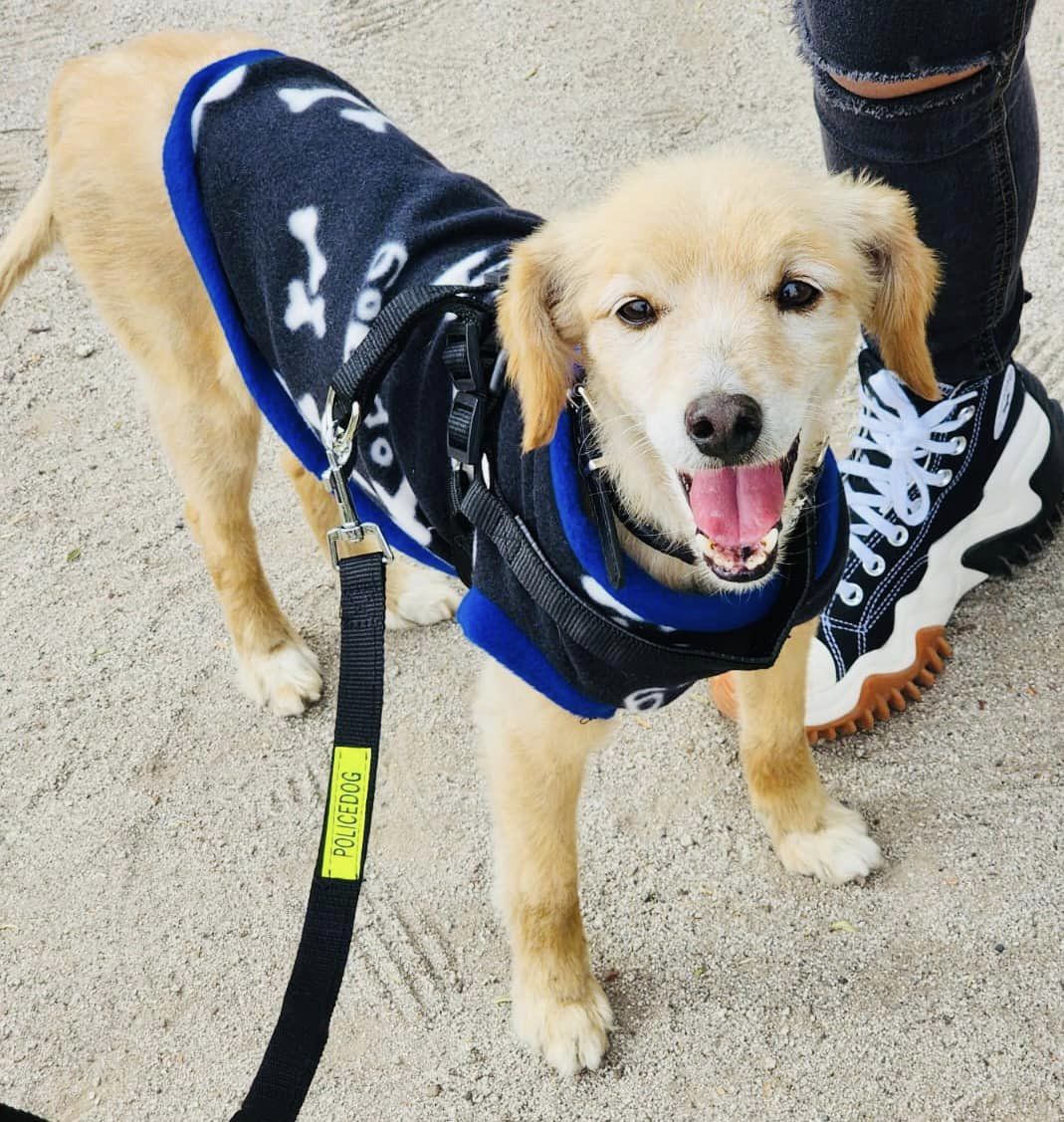 "Me encontré a este cachorro y necesito, urgente, un HT u HD para él. Ayer conseguí un lugar donde pasara la noche, pero hoy ya no lo pueden tener ahí. Si puedes darle temporal o deseas adoptarlo, llámame al +56997218348. Lo voy a dejar a cualquier comuna de la región."
#Santiago