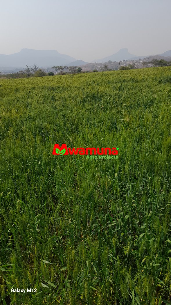 Wheat progress. Livestock will benefit from the hay bales.