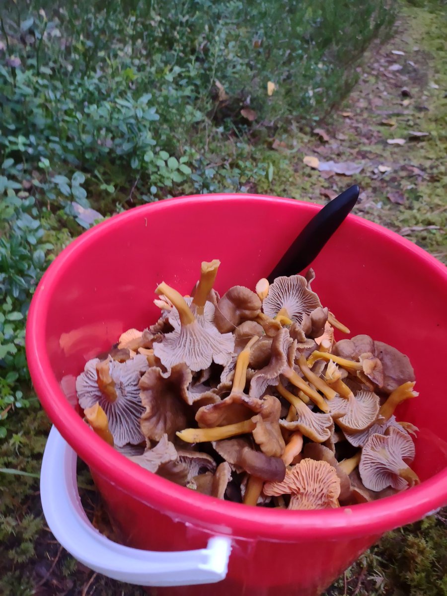 MuoriskaJ's tweet photo. Pieni iltakävely.
Nyt näitäkin nousee!
#suppis #syksy #hulluus https://t.co/eB0c4K2mvW