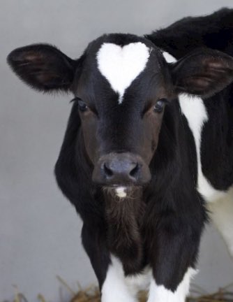 S_Catsgotmyback's tweet photo. #Vegan ⚖️💚 #ForAllAnimals https://t.co/hct05WIctH