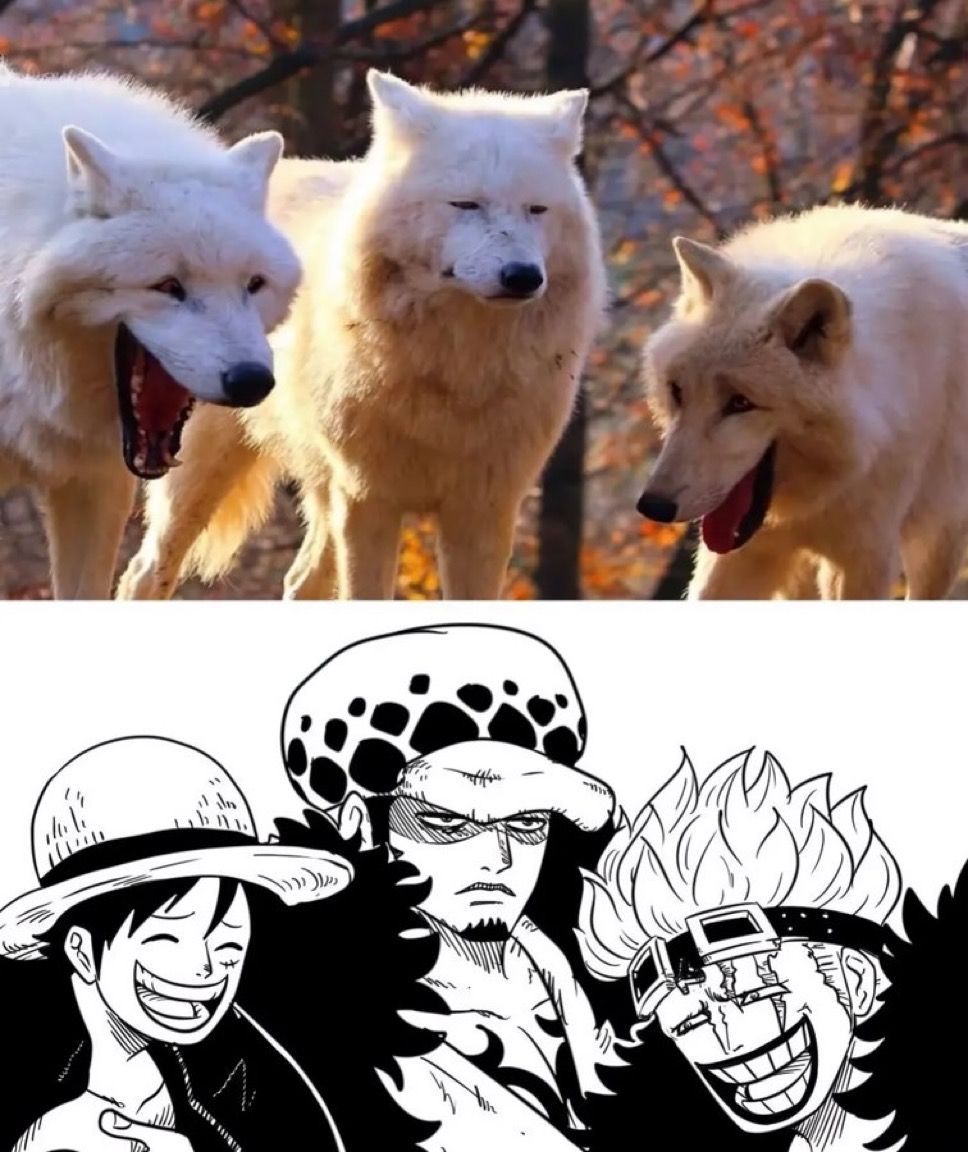 One Piece Daily (@opdaiiy) on Twitter photo 