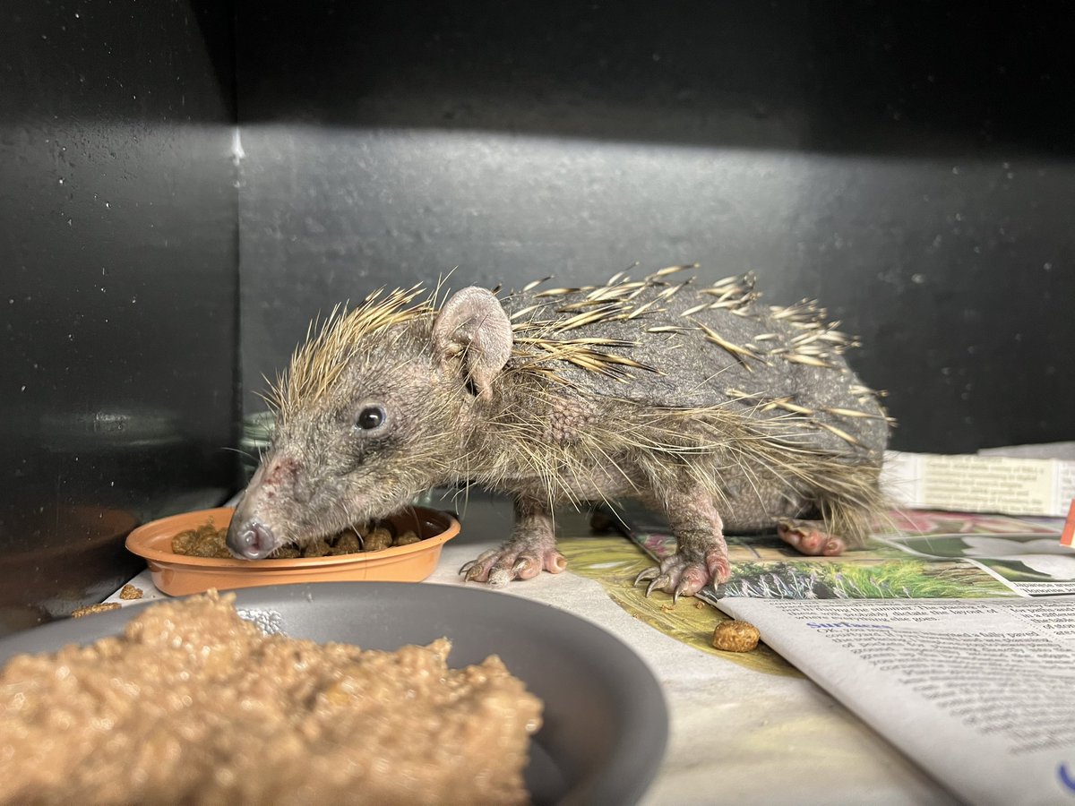 Introducing Patsy 🥺
This poor girl has severe ringworm and very sore inflamed feet. She has been with us for a couple of days now and her feet are responding well to treatment, the ringworm will take time to treat and recover from though.