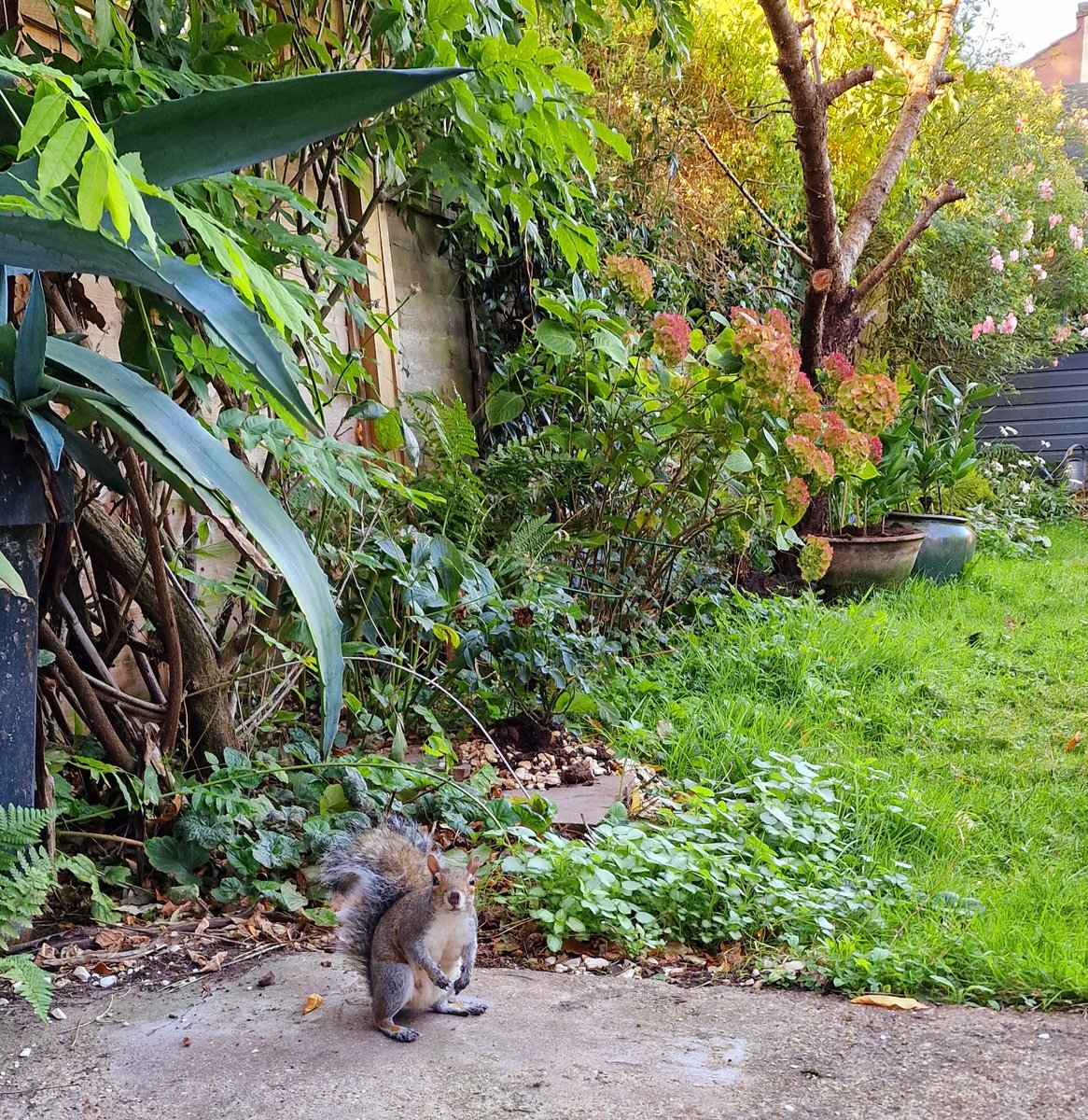 OrcusSand12345's tweet photo. Peanuts is my good friend and protects my garden from other little aggressive animals☺️☺️🌱😊 毎日一緒❤️
#gardening #squirrel #homegarden #petlovers #london #XJAPAN #yoshikity #ガーデン#ガーデニング #ヨシキティ https://t.co/6Vt2YXBon6