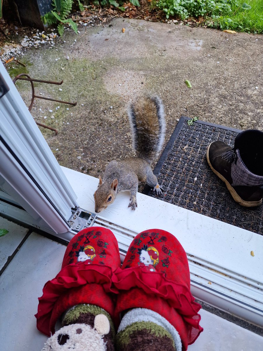 OrcusSand12345's tweet photo. Peanuts is my good friend and protects my garden from other little aggressive animals☺️☺️🌱😊 毎日一緒❤️
#gardening #squirrel #homegarden #petlovers #london #XJAPAN #yoshikity #ガーデン#ガーデニング #ヨシキティ https://t.co/6Vt2YXBon6