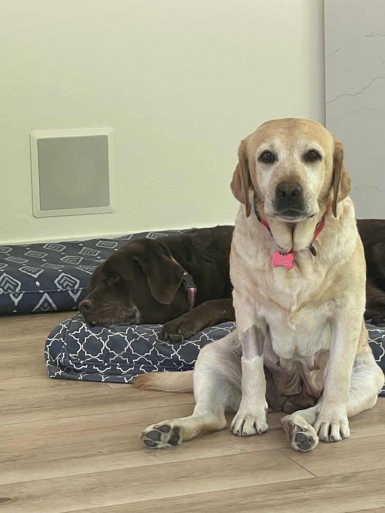 Meet Honey! She is a petite five- or six-year-old yellow Labrador Retriever with a beautiful coat with a hint of red. Honey was surrendered to WCLRR when her family's circumstances changed, and they felt she deserved a more stable home environment.