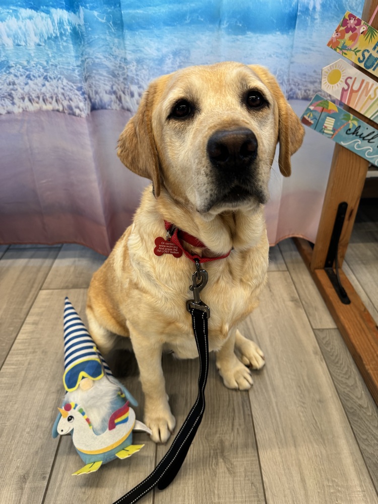 wclrr's tweet photo. Meet Honey! She is a petite five- or six-year-old yellow Labrador Retriever with a beautiful coat with a hint of red. Honey was surrendered to WCLRR when her family's circumstances changed, and they felt she deserved a more stable home environment. https://t.co/MH4Tbv9Vya