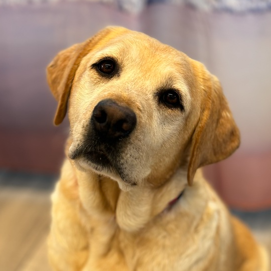 wclrr's tweet photo. Meet Honey! She is a petite five- or six-year-old yellow Labrador Retriever with a beautiful coat with a hint of red. Honey was surrendered to WCLRR when her family's circumstances changed, and they felt she deserved a more stable home environment. https://t.co/MH4Tbv9Vya