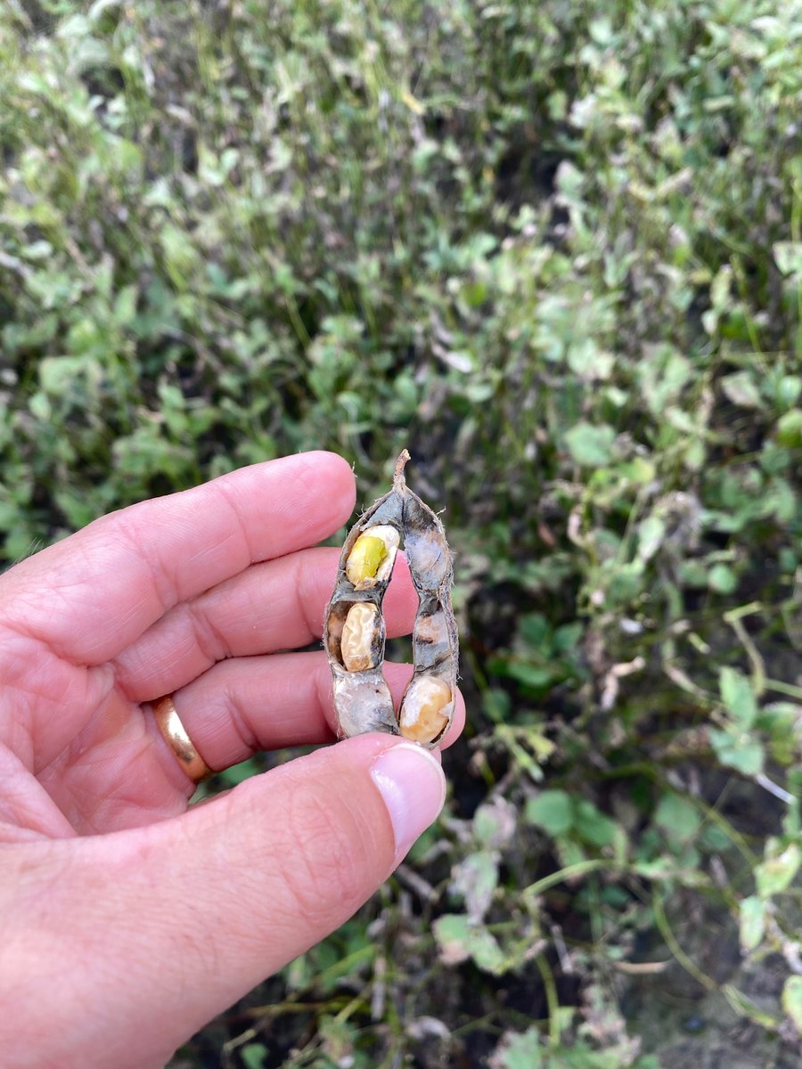 SoybeanScience1's tweet photo. Severe #greenstem case in southern Alabama, likely due to weather conditions and the variety's susceptibility. @Eabfranc
Green stem occurs when there is delayed or abnormal senescence or maturation in #soybean plants. Find more info in the factsheet: https://t.co/U7osWApwiS https://t.co/IxjAldFDDi