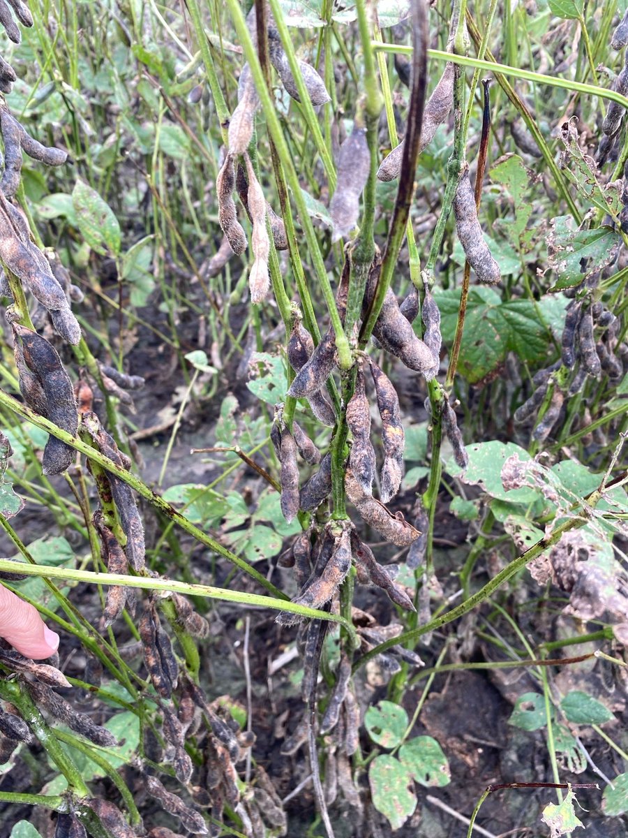 SoybeanScience1's tweet photo. Severe #greenstem case in southern Alabama, likely due to weather conditions and the variety's susceptibility. @Eabfranc
Green stem occurs when there is delayed or abnormal senescence or maturation in #soybean plants. Find more info in the factsheet: https://t.co/U7osWApwiS https://t.co/IxjAldFDDi