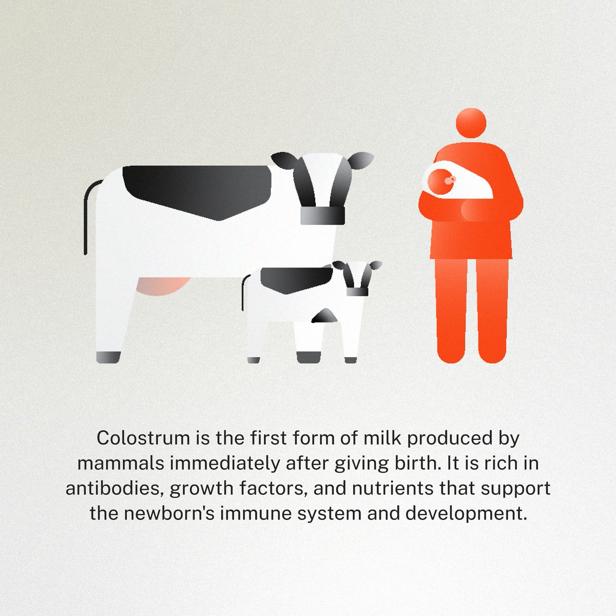 TurtleTree_'s tweet image. #Colostrum has been taking the wellness industry by storm. But what is it?

It&apos;s packed with multiple health benefits - and #lactoferrin is actually found in colostrum!

Lactoferrin has many of the same benefits as colostrum, but LF+ is the best of both worlds. 

LF+ is…
