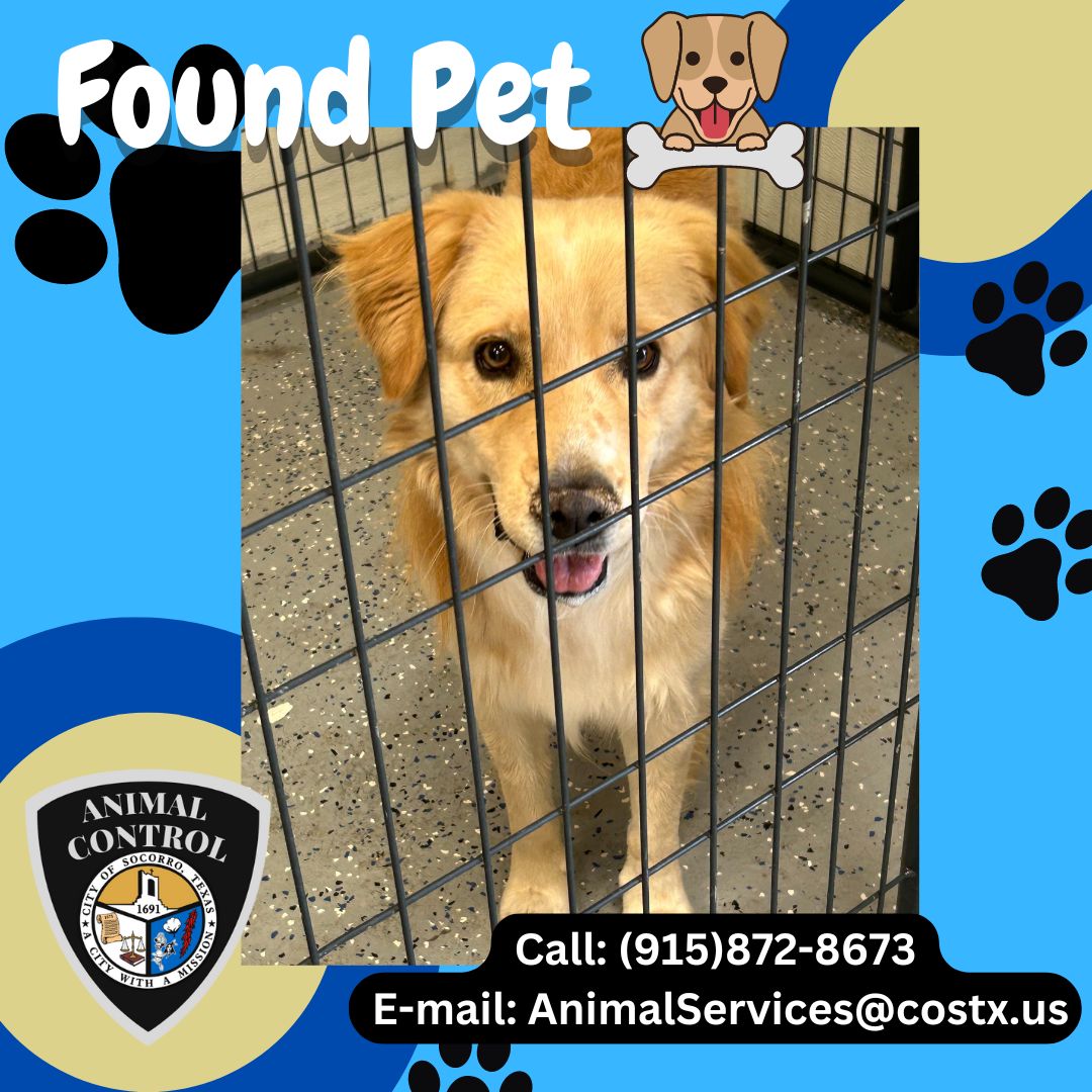 City_of_Socorro's tweet photo. The COS Animal Control Services found this female, Lab mix long hair at Ernesto Serna school. We ask that if you have any information that can help our department get this girl home, please contact Animal Services at
(915)872-8673.
#acitywithamission #socorrotexas #foundpet https://t.co/ONcY4Vz32Q