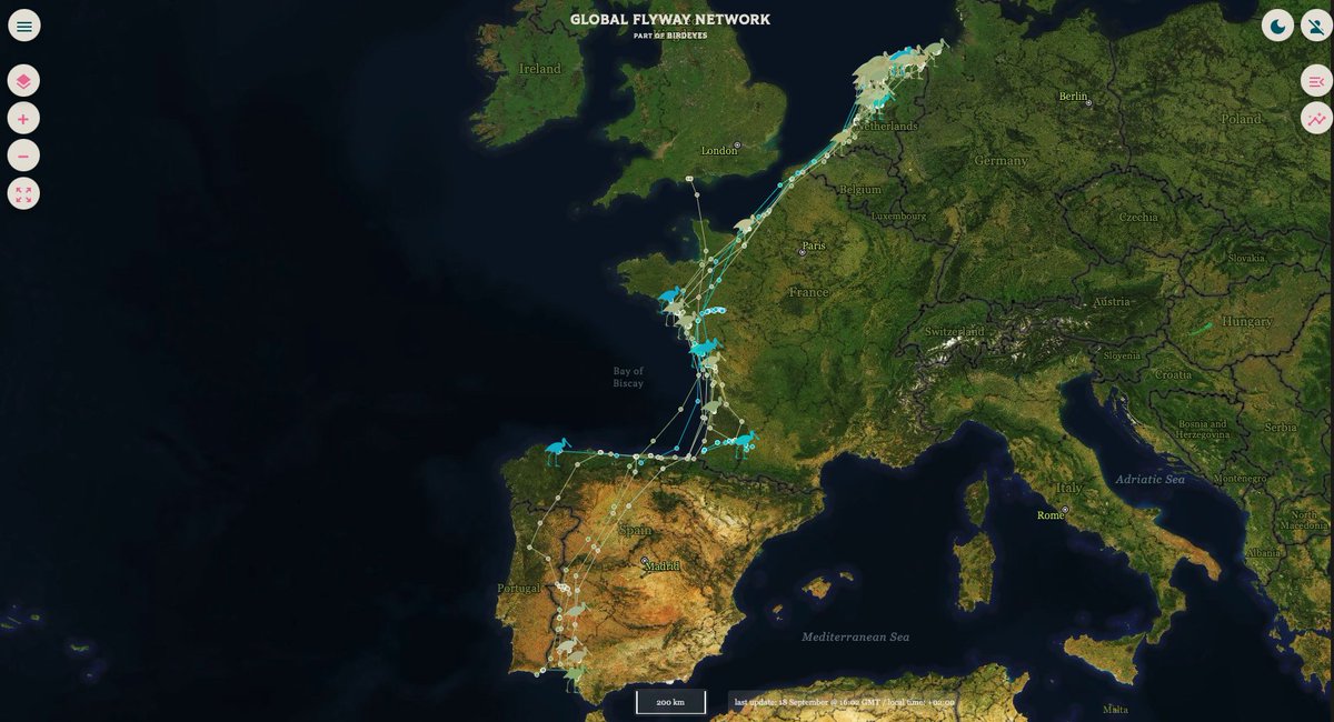 The <a href="/GlobalFlyway/">Global Flyway Network</a> Spoonbill migration really kicking off now, resulting in a cascade of tracks along the East Atlantic flyway. So many birds its a bit overwhelming, but lots of patterns to be discovered. Get in on the action at globalflywaynetwork.org/tracks/species…