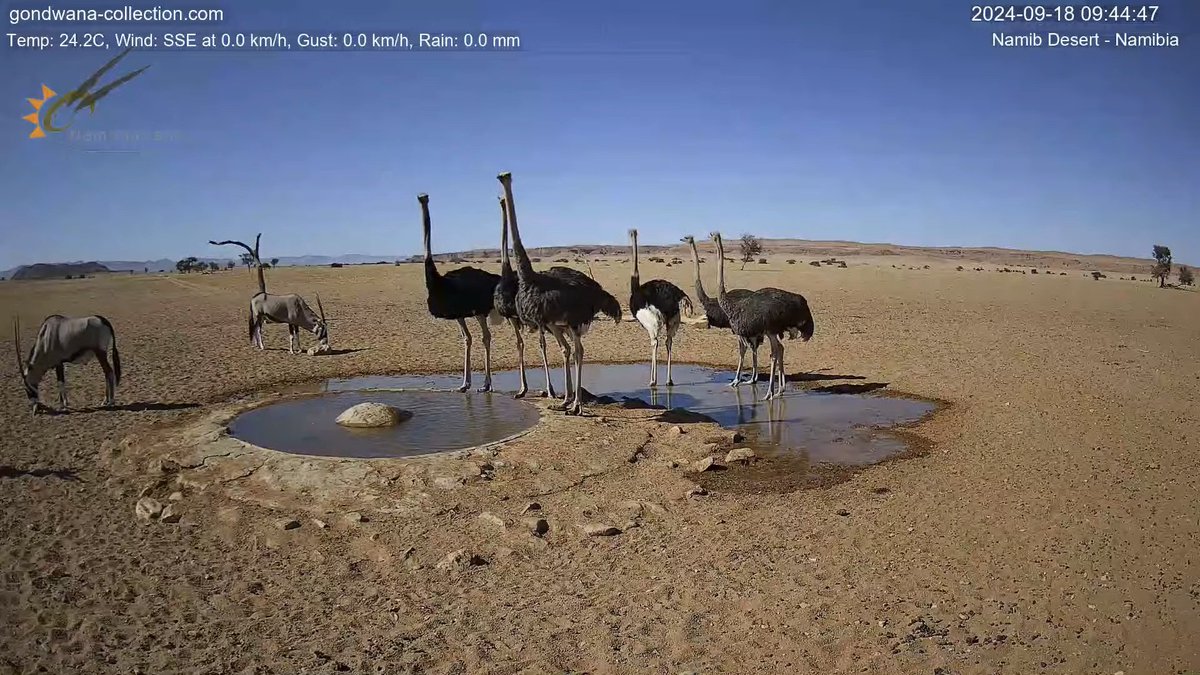 BillieWe27740's tweet photo. #namibiacam #gondwana๐คฉ๐คฉ๐คฉ https://t.co/8TPB0oo3Xc