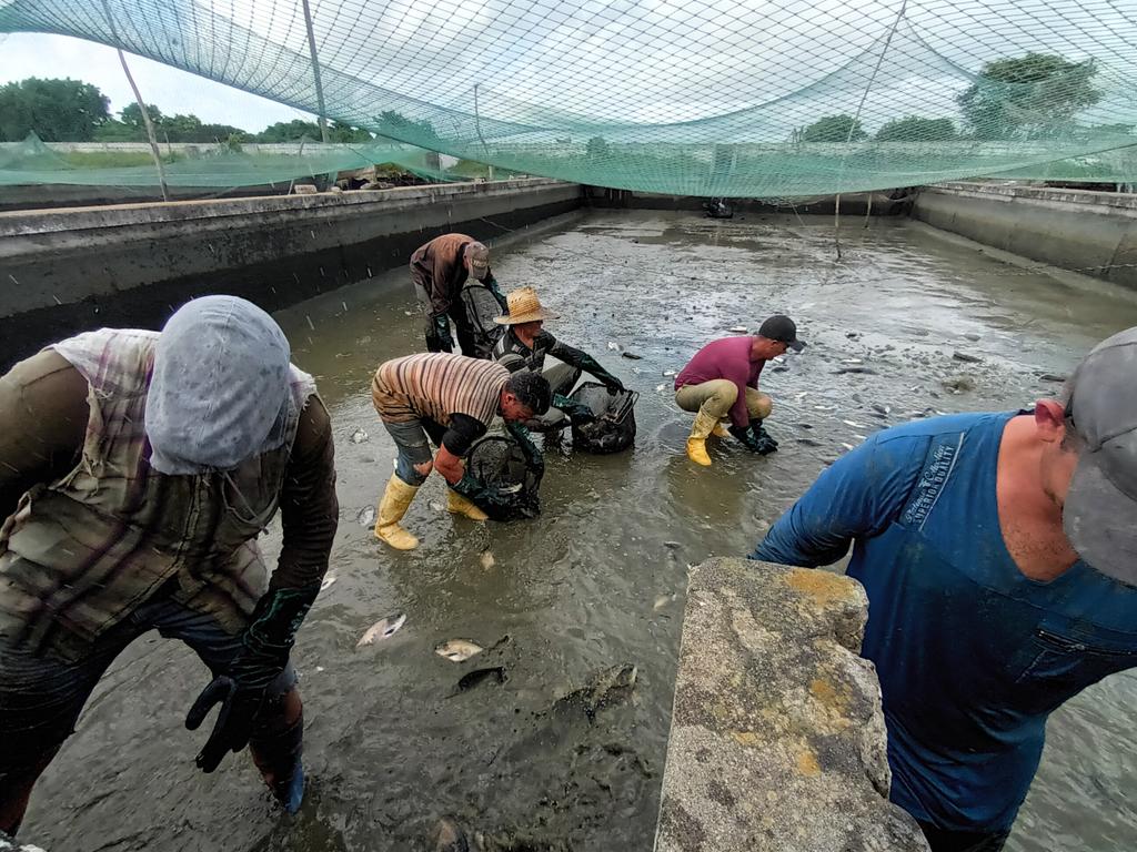 #PESCASPIR apostando por el cultivo semilla intensivo del #COLOSSOMA, nueva especie en nuestro país 
#SanctipíritusEnMarcha #PescaPorCuba 
<a href="/AlbertoLopezcu/">Alberto López Díaz</a> <a href="/AlexisLorente74/">Alexis Lorente Jiménez</a> <a href="/DeivyPrezMartn1/">Deivy Pérez Martín</a> <a href="/DiazCanelB/">Miguel Díaz-Canel Bermúdez</a> <a href="/PosadaLoriga/">Armando Posada Loriga</a>