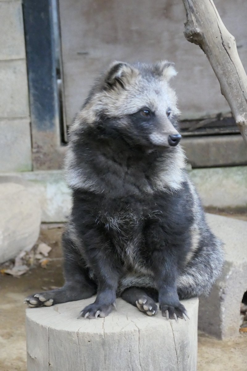 Daily Tanuki Bot (@dailytanuki) on Twitter photo 