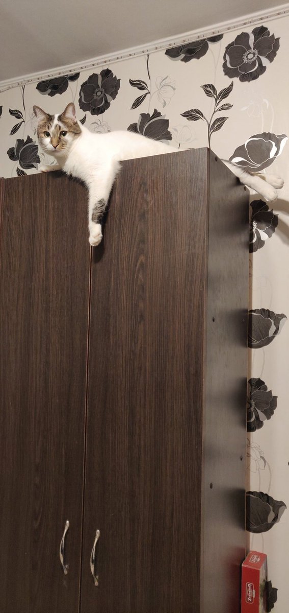 - Marcus, it's my cupboard, not yours. It's better to admire our human Mum from here.
Biscuit