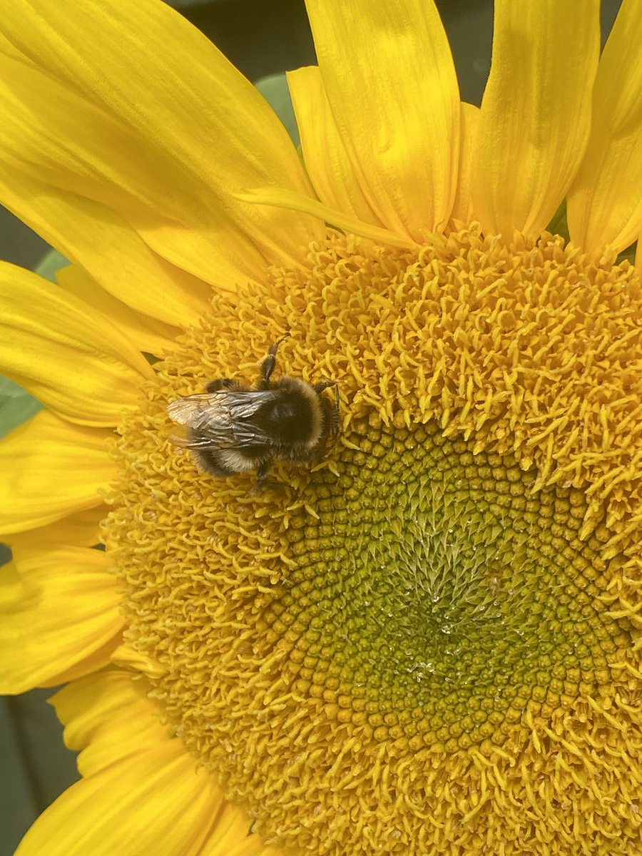 _MARC3L1NE's tweet photo. Forgot to update about these! The bees love them https://t.co/lJJcNCTJIg