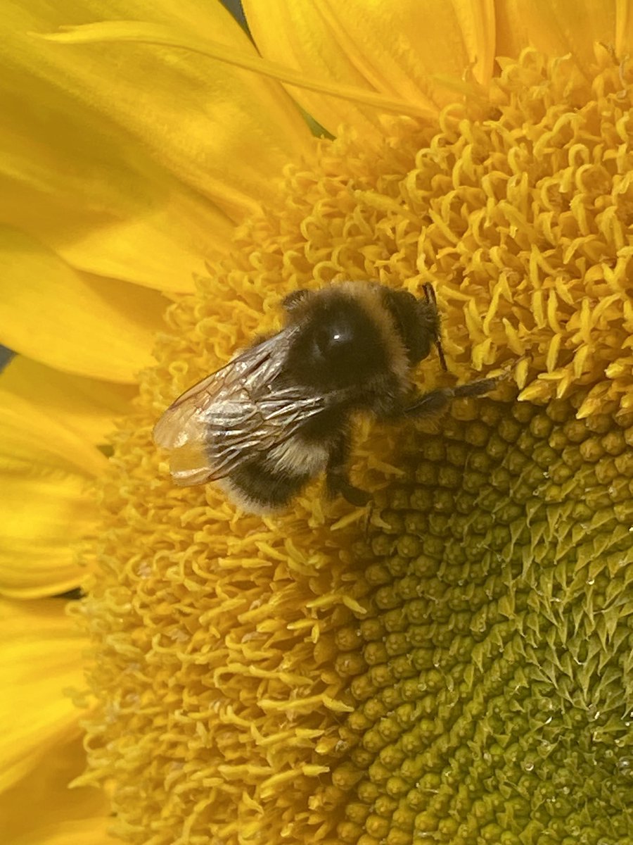 _MARC3L1NE's tweet photo. Forgot to update about these! The bees love them https://t.co/lJJcNCTJIg