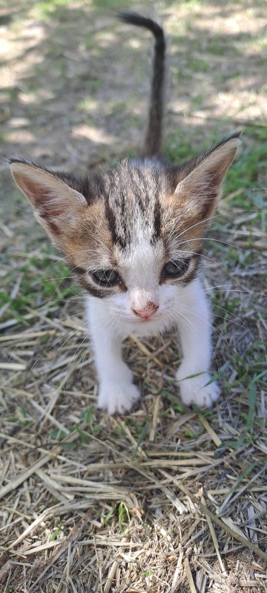 Çorlu Acil yuva ilanıdır .Buncacık haliyle dışarıda yaşıyor.Dişi. İletişim:  05057889342