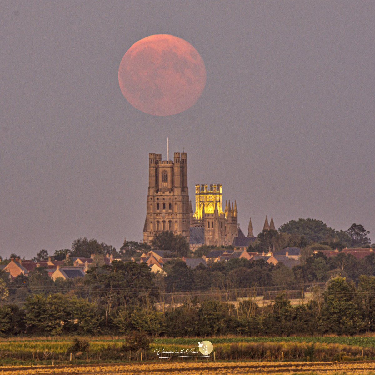 Veronica in the Fens 🧚🏼‍♀️ My Heart in Nature tweet media