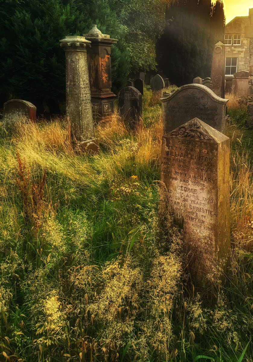 Em_E_Dee's tweet image. My local graveyard has been partially fenced off for conservation but the bits left to go wild look lovely and autumnal in tonight’s dying light #Autumnvibes #midlothian