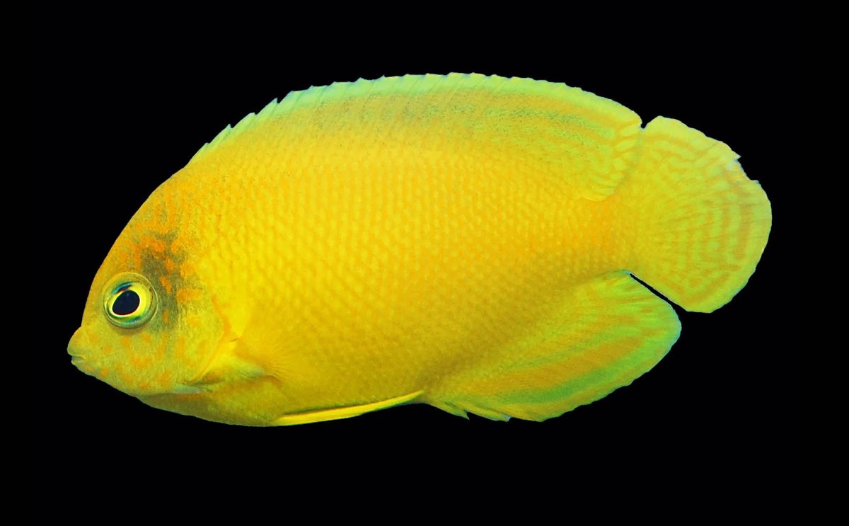 CORALmagazine's tweet photo. #2 - The second bit of back-to-back news, Biota also claimed a new #dwarfangelfish #captivebred first! https://t.co/gYxFH32cZR
#centropyge #dwarfangel #aquaculture #marineaquaculture #aquarium #reeftank #reefaquarium #reefhobby #angelfish #fish #aquariums #fish #aquairumtrade https://t.co/drSx99PQwv