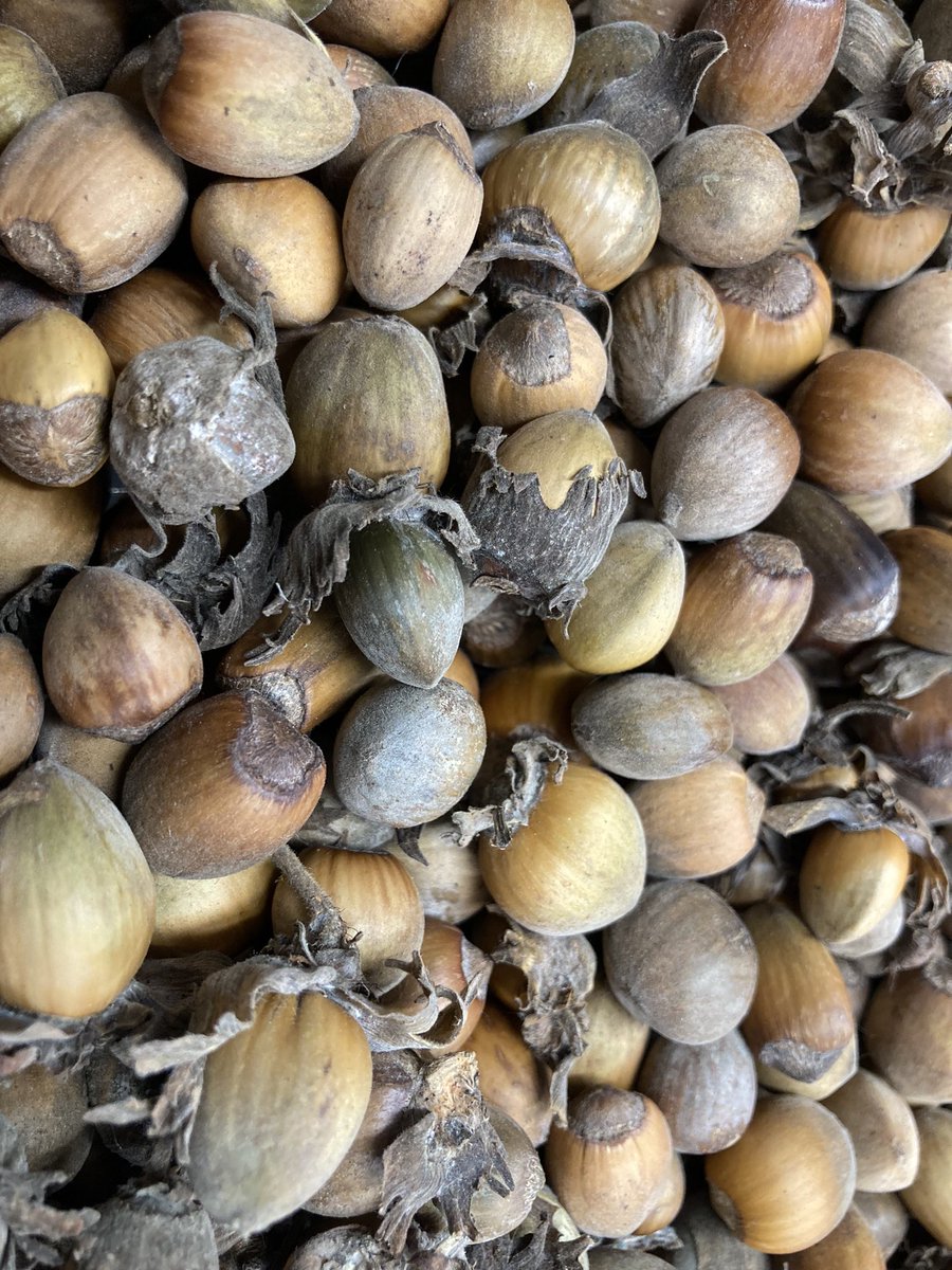 Toby Clark tweet media