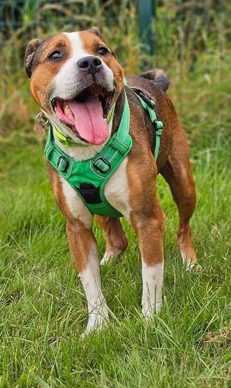 Sadly our beautiful boy Rusty hasn't had a great deal of interest and we really don't understand why 😥 Could I ask you to share him a share today please 🙏 
You can discover more about him via this link..  seniorstaffyclub.co.uk/adopt-a-staffy… #seniorstaffy #TeamZay #AdoptDontShop #rescuedog