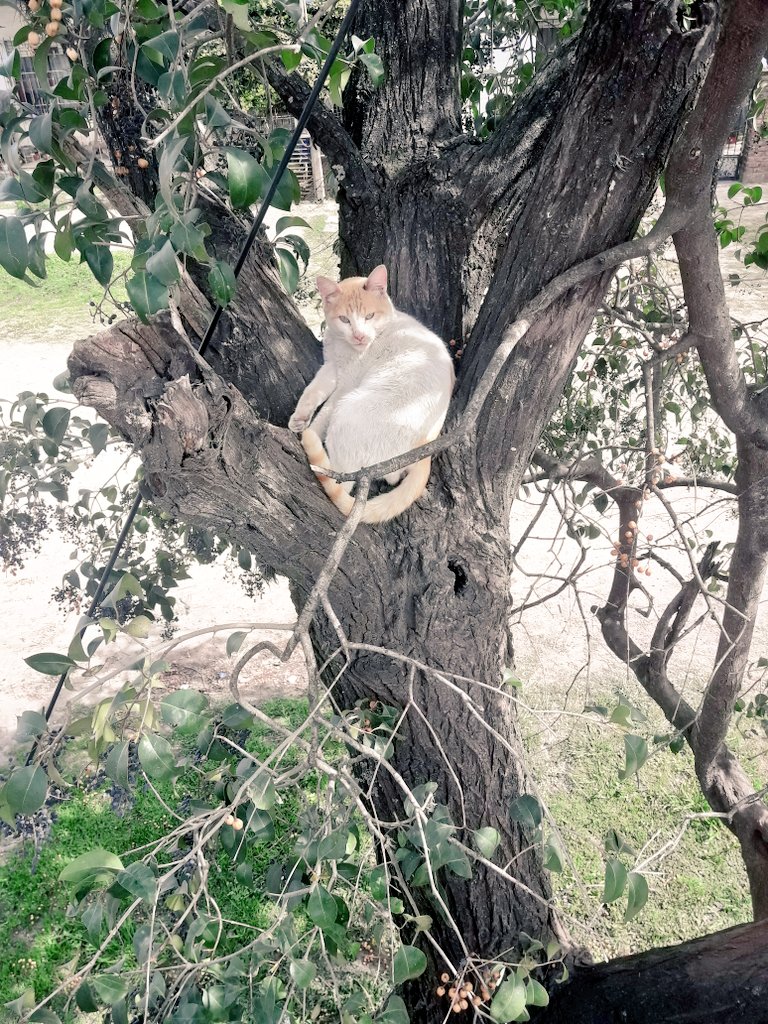 <a href="/i_misha_i/">ternuras</a> Jajajajaja me dio ternura...

Mira mi bebé 🐈 también duerme parecido jajajajaja 
Pero después lo desperté jajajajaja 😂😂