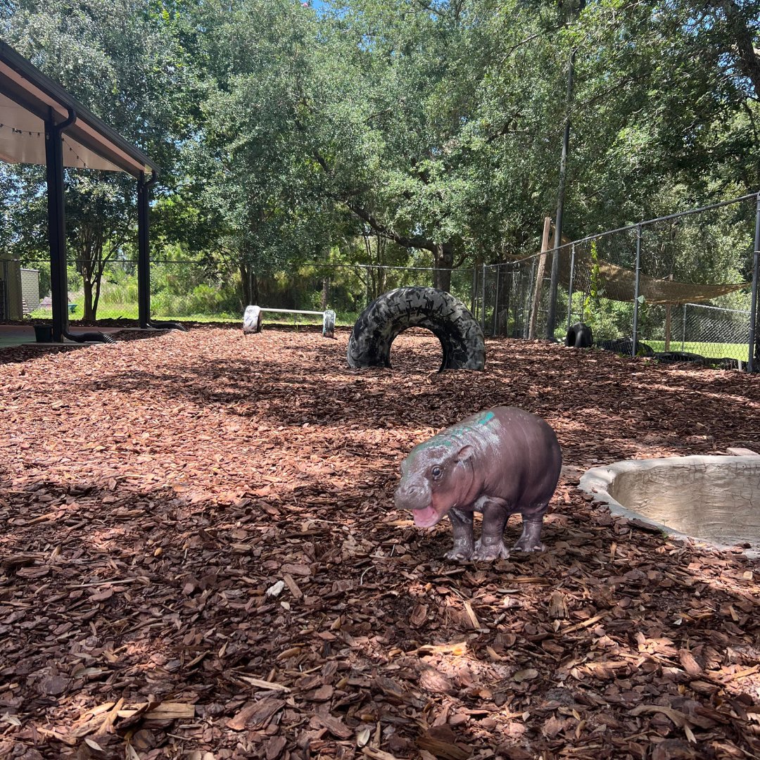 spcabrevard's tweet photo. Moo Deng came to visit all the adoptable dogs at the SPCA of Brevard in Titusville, FL!?!? 😱 https://t.co/vROncV9Z9h