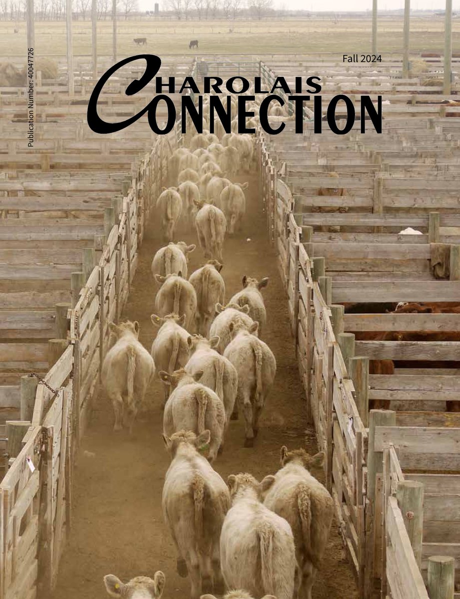 The Fall  #Charolais Connection issue is now online at charolaisbanner.com. Information on the Charolais industry, Charolais breeders, World Charolais Congress and industry education articles.