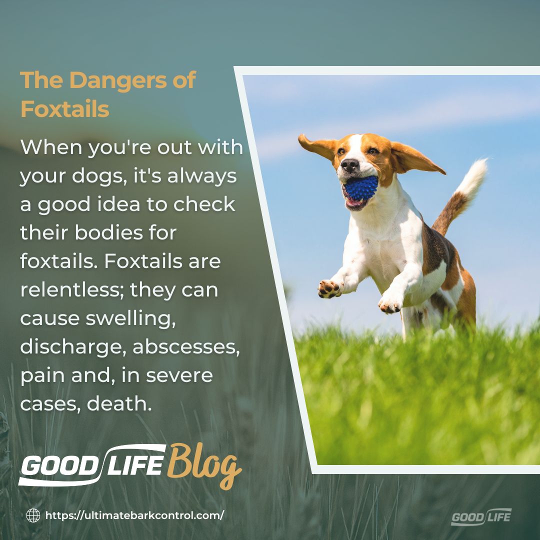 shopgoodlifeinc's tweet image. 🚨 Attention dog parents! 🚨

Don't forget to check your pup for foxtails after outdoor adventures. These pesky grass seeds can cause some serious harm! Stay vigilant and keep your furry friend safe.  🐶 🐾

☝️Link in bio for full blog

#goodlifeinc #dog #dogblog #blog #outdoors