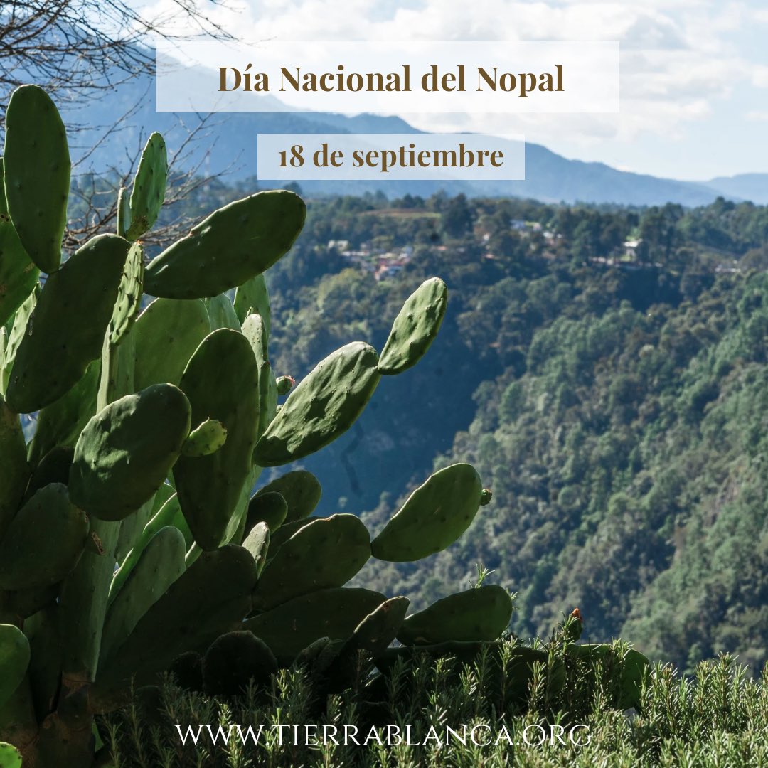 El nopal ocupa un lugar preponderante en nuestra cultura.