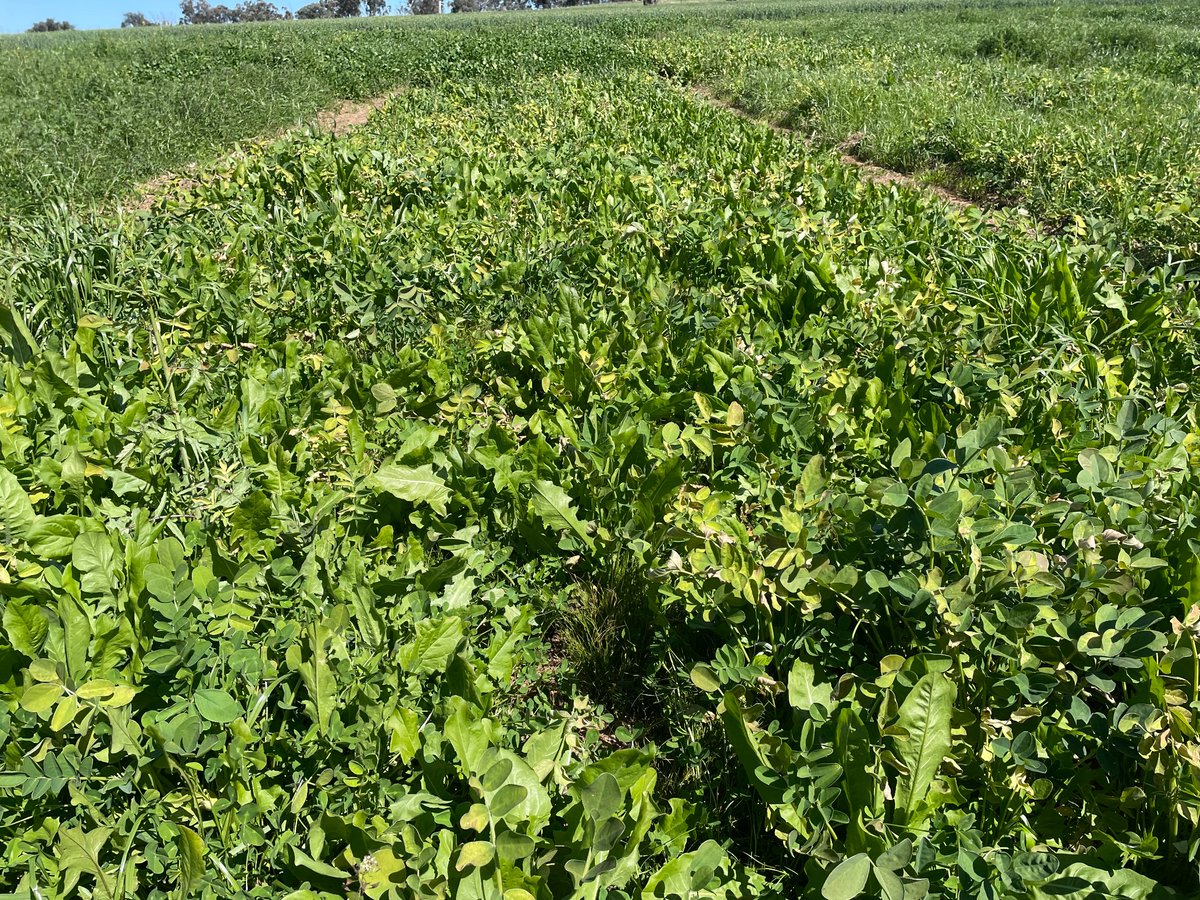 Richard Hayes (@rickchayes) on Twitter photo For 20 yrs I have been unable to adequately explain why the novel legume, sulla, is not as impressive in SNSW as I have seen in NNSW or Eyre Peninsula.
This week, touring the #hippo acid soil trials, I may have stumbled upon the answer:
It clearly dislikes frost
<a href="/newellm_matt/">Matthew Newell</a> For 20 yrs I have been unable to adequately explain why the novel legume, sulla, is not as impressive in SNSW as I have seen in NNSW or Eyre Peninsula.
This week, touring the #hippo acid soil trials, I may have stumbled upon the answer:
It clearly dislikes frost
<a href="/newellm_matt/">Matthew Newell</a>