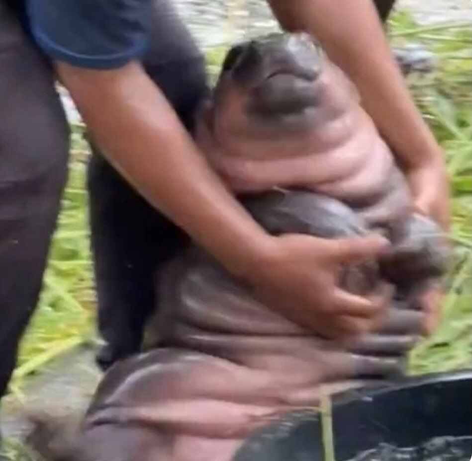 Authorities removing me from the communal charcuterie board at the wine tasting