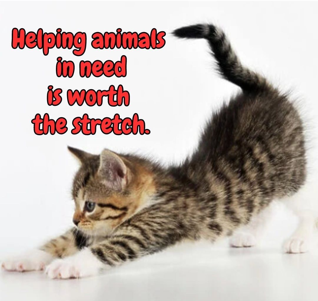 Cats and Kittens (@catsnkittys) on Twitter photo 