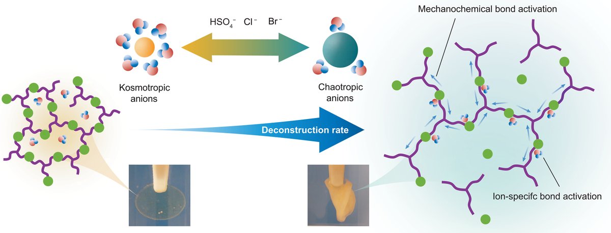Helms Research Group (@grouphelms) on Twitter photo Just out in <a href="/ScienceAdvances/">Science Advances</a>! We show that polymers that can be made to stretch during chemical recycling benefit from mechanochemical bond activation, returning reusable monomers faster, lowering the cost. science.org/doi/10.1126/sc… Just out in <a href="/ScienceAdvances/">Science Advances</a>! We show that polymers that can be made to stretch during chemical recycling benefit from mechanochemical bond activation, returning reusable monomers faster, lowering the cost. science.org/doi/10.1126/sc…