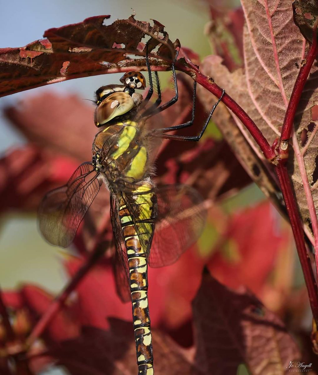 Jo Angell (@joangell5) on Twitter photo Female Migrant Hawker with lady bird... π <a href="/CanonUKandIE/">Canon UK and Ireland</a> <a href="/BDSdragonflies/">British Dragonfly Society</a> #cupoty #macro #buckinghamshire <a href="/scenesfromMK/">scenesfromMK</a> <a href="/TheParksTrust/">The Parks Trust</a> Female Migrant Hawker with lady bird... π <a href="/CanonUKandIE/">Canon UK and Ireland</a> <a href="/BDSdragonflies/">British Dragonfly Society</a> #cupoty #macro #buckinghamshire <a href="/scenesfromMK/">scenesfromMK</a> <a href="/TheParksTrust/">The Parks Trust</a>