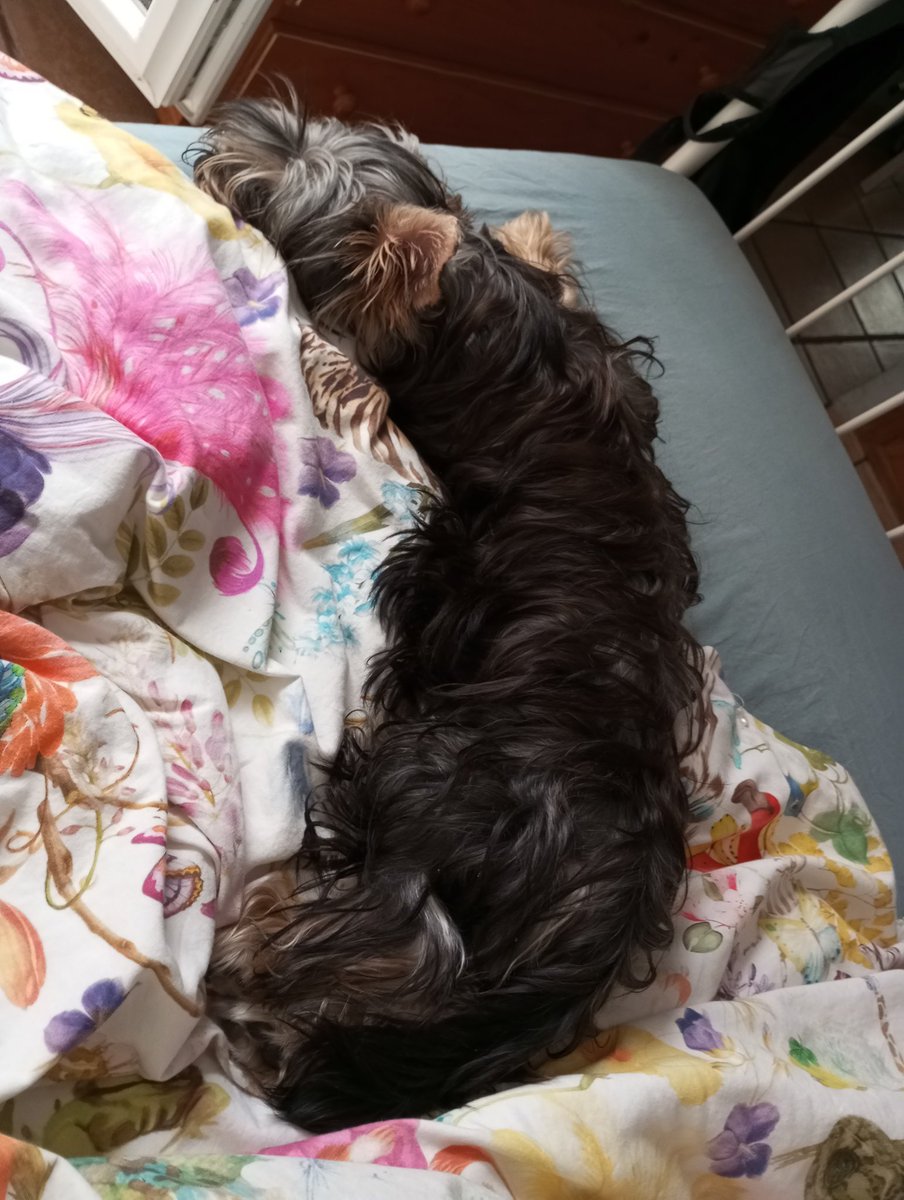 escuisi's tweet photo. @AinSoftAur PERRO ‼️ AFABLE, LARGO ? NO, CACHORRO ESTIMADO ADORABLE REALIDAD!!! #BORRALO ACCEDE AL PROCESO DE ACARICIARMIENTO LADRIDO DE BORK NO MUERDE 🥱PERFECTOO!! 🌟COMPAÑERO HUMANO,ANIMAL #GLORIARESPTRETO https://t.co/uVXQF779zh
