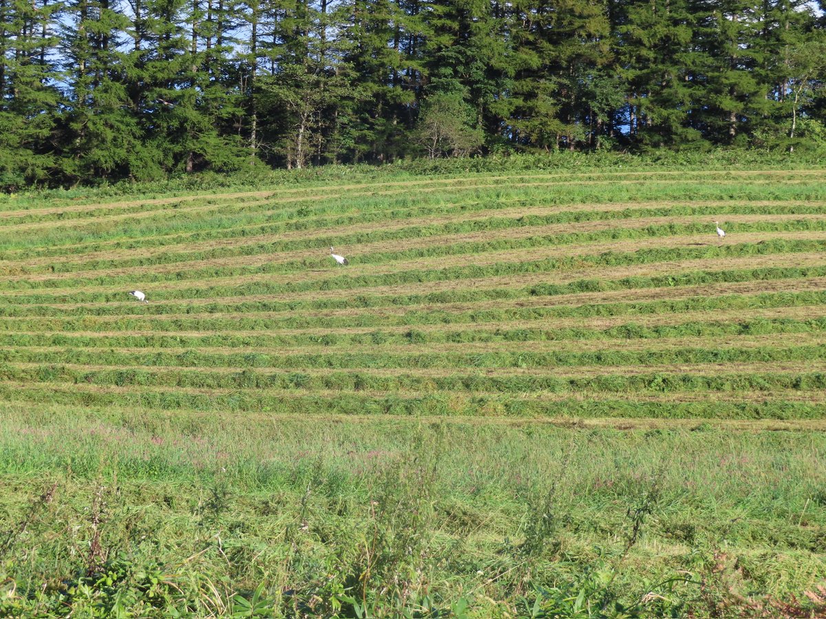 タンチョウさん、一羽増えました😊