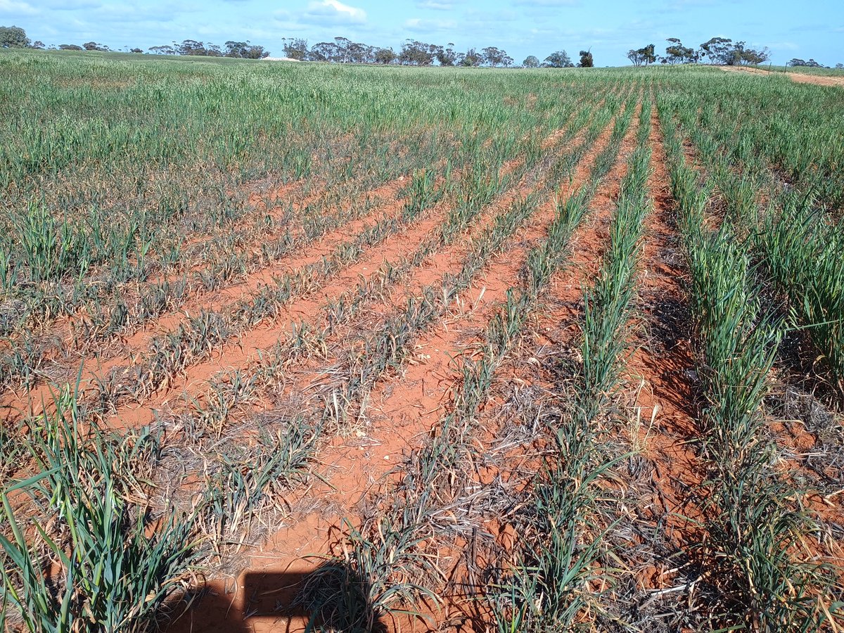 Research at Meringur not yet conclusive on the water limited yield potential of oats.
Water limiting continues anyway. 🤣