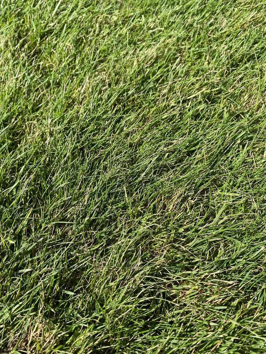 MikeRussell04's tweet image. Ripping through the rye to keep encouraging the fescue. Productive couple of days scarifying all fairways and approaches, continuously trying to improve every surface. @SISISMachinery veemo from @BA_LTD, cracking piece of kit 👌🏻 @PoultonPark #greenkeeper #surfacerefinement