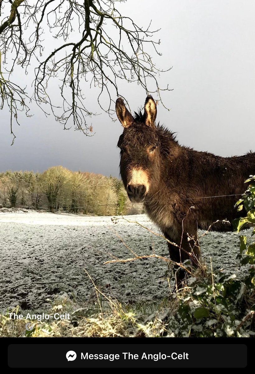 Jack the ass has made it to the final as part of the Cavan SPCA Calender, all likes appreciated on the Facebook page link 🔗 facebook.com/share/RoQyhvMz…