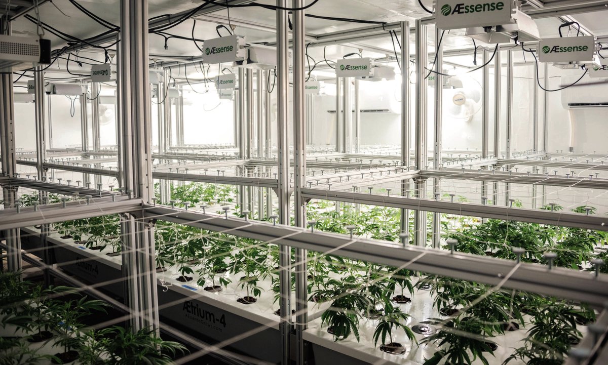 Automated gardening systems are growing environments (humidity, temperature, nutrients) controlled by machines 

#cannabis #stonerfam #legalizeIt #weedmob #cbd